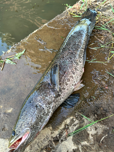 ライギョの釣果