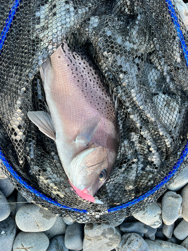 コショウダイの釣果