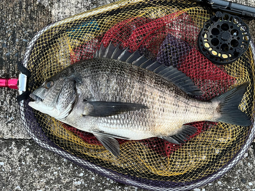 クロダイの釣果