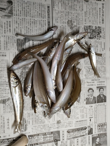 キスの釣果