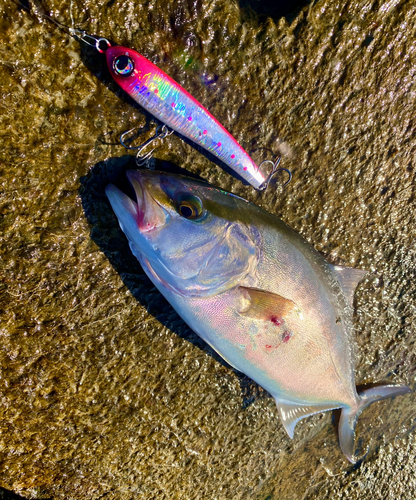 ショゴの釣果