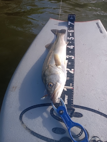 シーバスの釣果