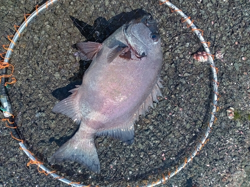 イシダイの釣果