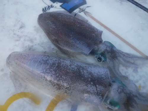 アオリイカの釣果