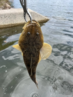 マゴチの釣果