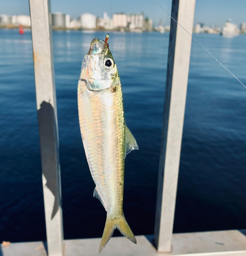 サッパの釣果