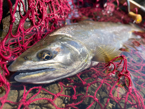 アマゴの釣果