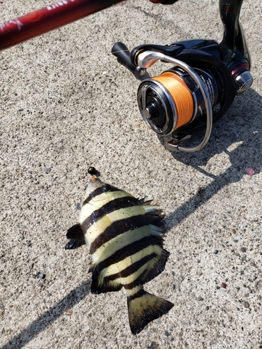 イシダイの釣果