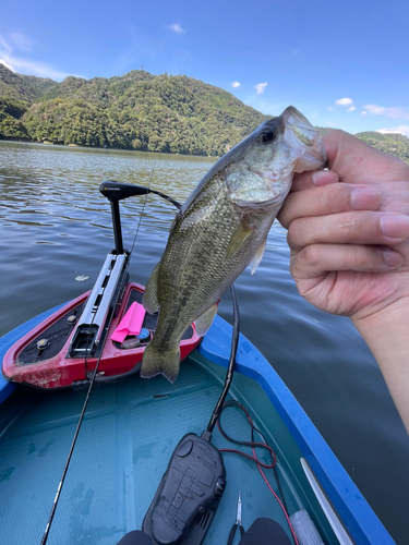 ラージマウスバスの釣果