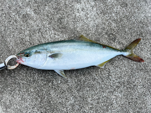 ツバスの釣果