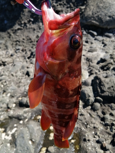 アカハタの釣果