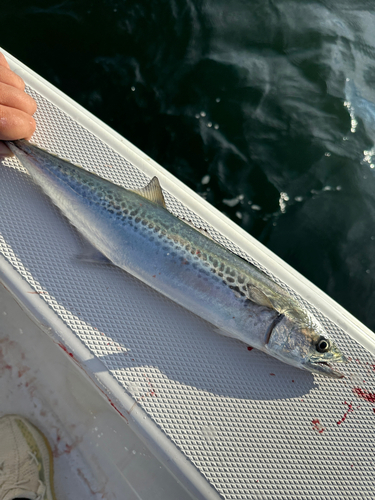 サゴシの釣果