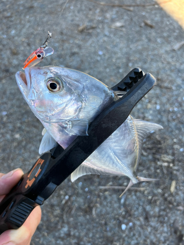 メッキの釣果