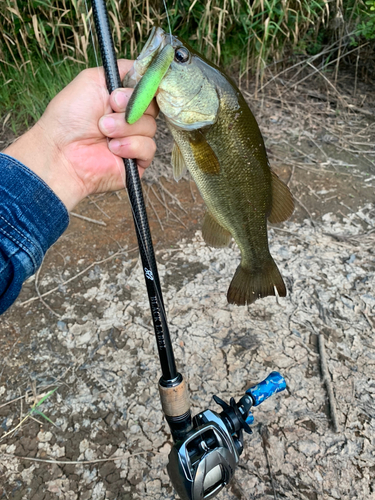 ラージマウスバスの釣果