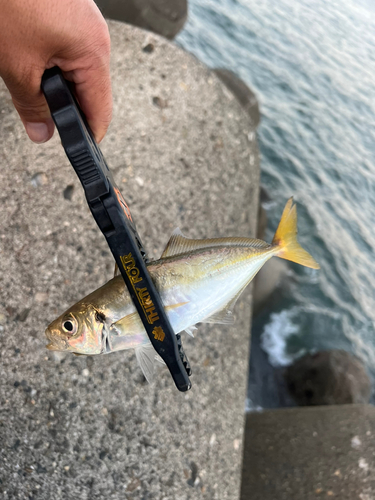 マアジの釣果