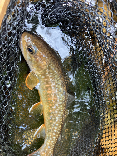 イワナの釣果