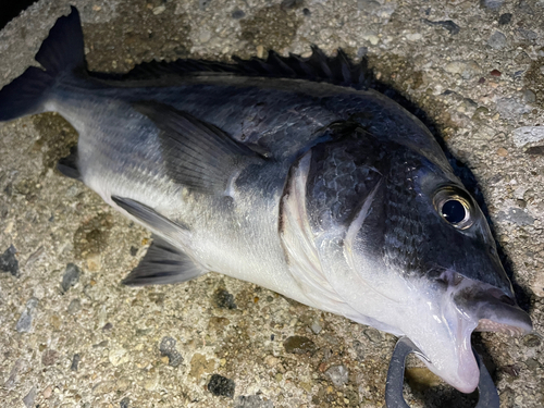 クロダイの釣果