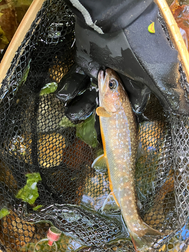 イワナの釣果