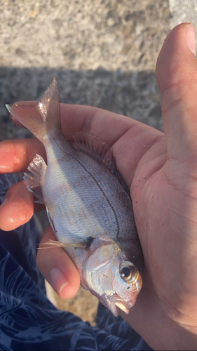 チャリコの釣果