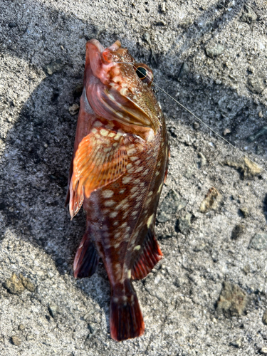 カサゴの釣果