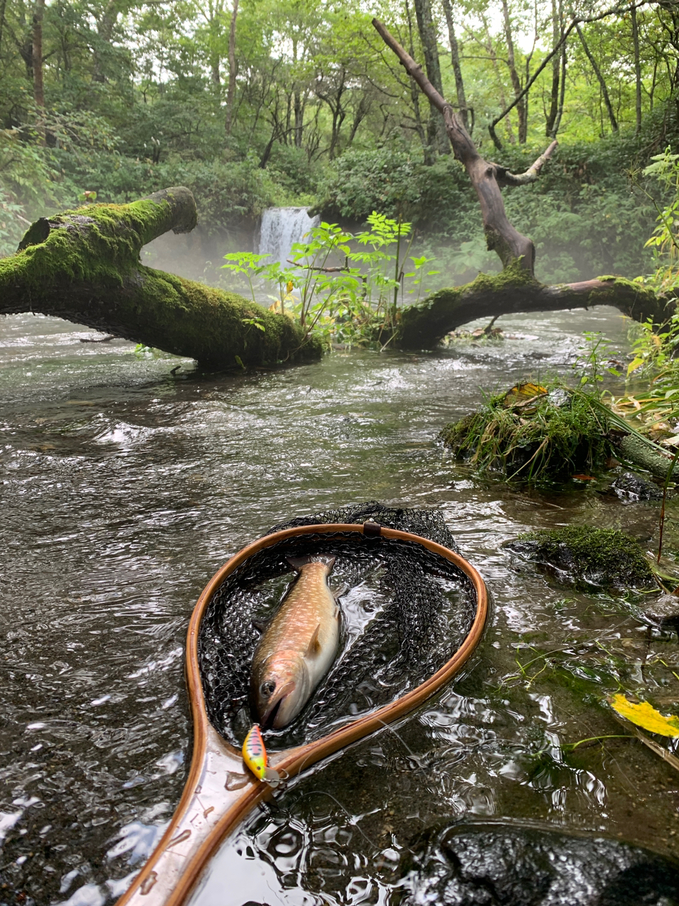 アメマス