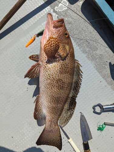 オオモンハタの釣果