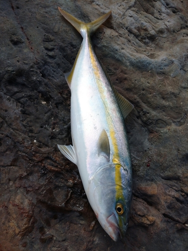 ハマチの釣果