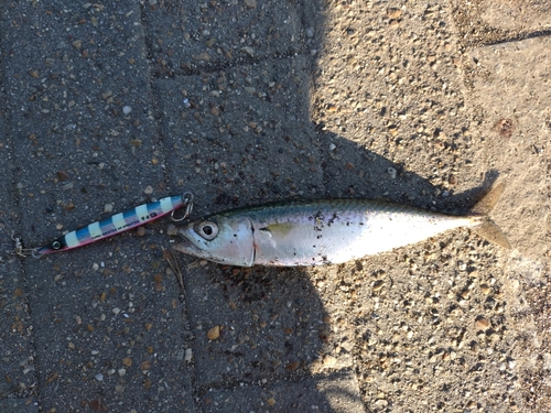 サバの釣果