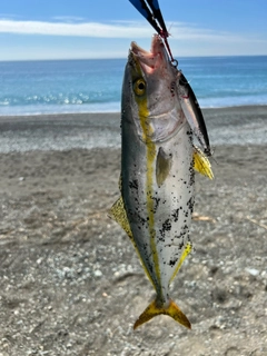 イナダの釣果