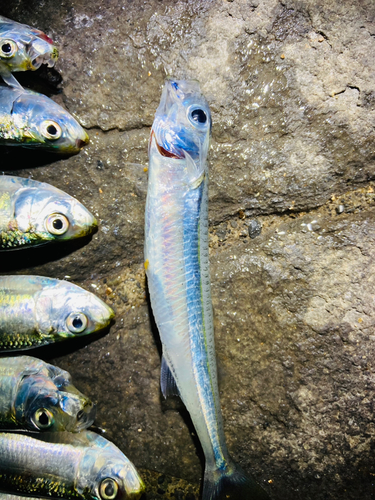 イワシの釣果