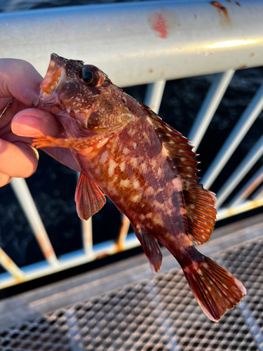 カサゴの釣果