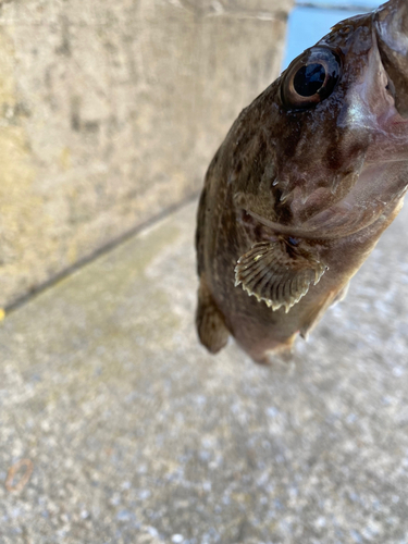 ソイの釣果