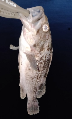 ソイの釣果