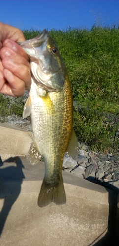 ラージマウスバスの釣果