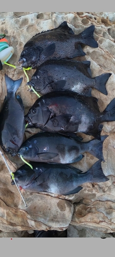 イシダイの釣果