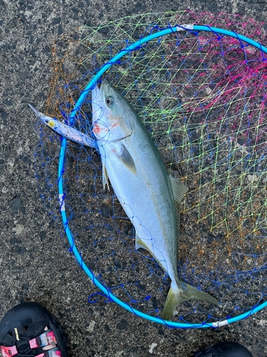 ワラサの釣果