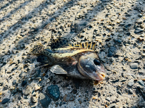 コショウダイの釣果