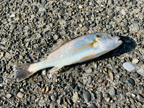 イシモチの釣果