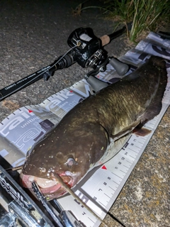 ナマズの釣果