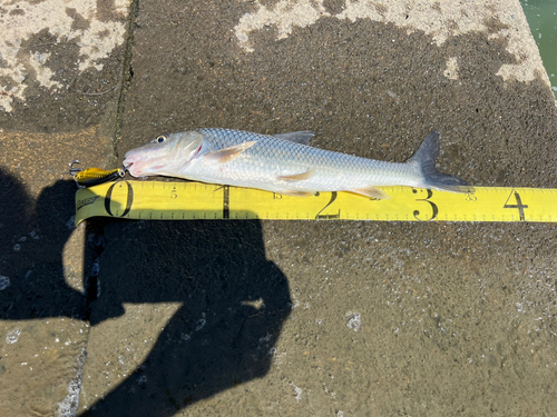 ニゴイの釣果