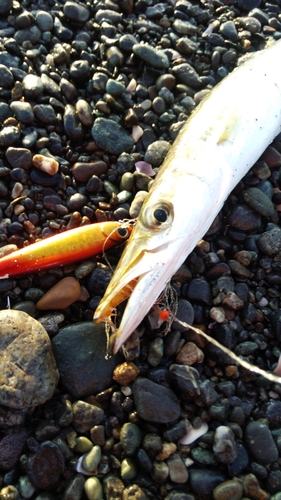 カマスの釣果