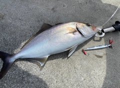 ショゴの釣果