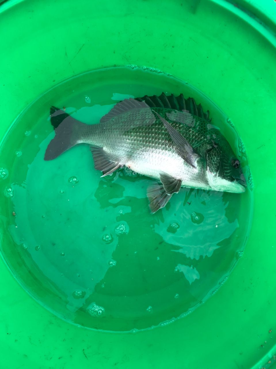 ひまな釣りびとさんの釣果 2枚目の画像