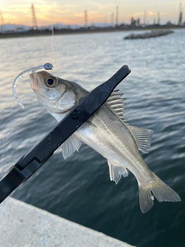 セイゴ（タイリクスズキ）の釣果