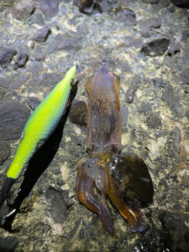 ヒイカの釣果