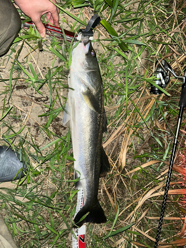 スズキの釣果