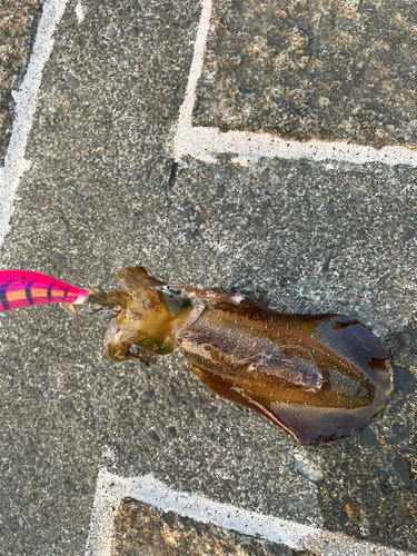 アオリイカの釣果