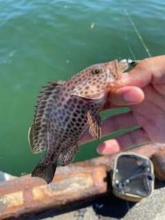 オオモンハタの釣果