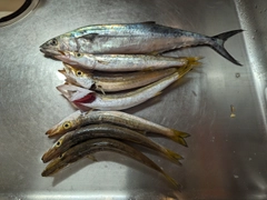 カマスの釣果