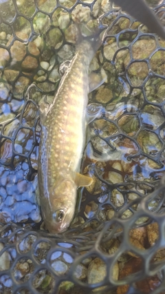 イワナの釣果